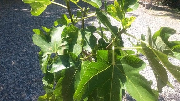 Fig Leaves