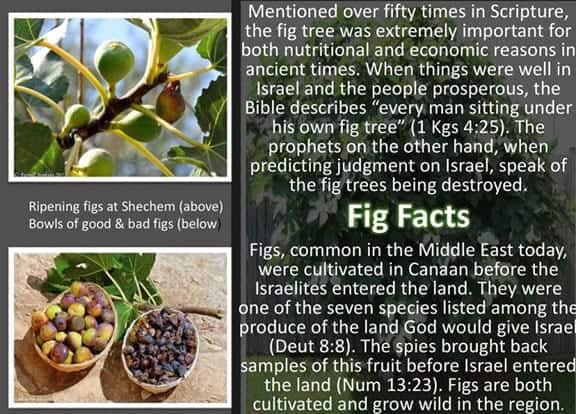 fig facts